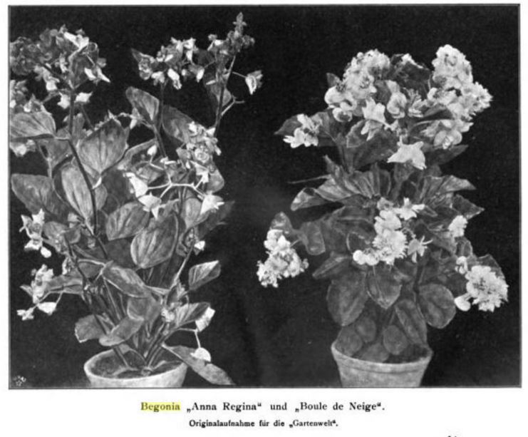 B. ‘Boule de Neige’